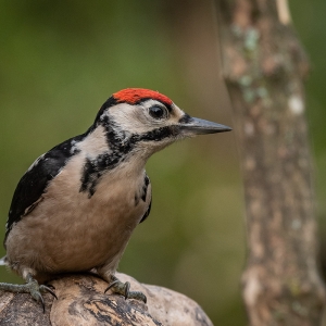 Redwell   15 06 2020   D500   Les 47.jpg